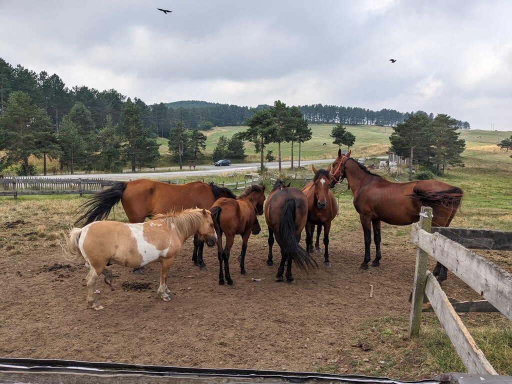 Zlatibor